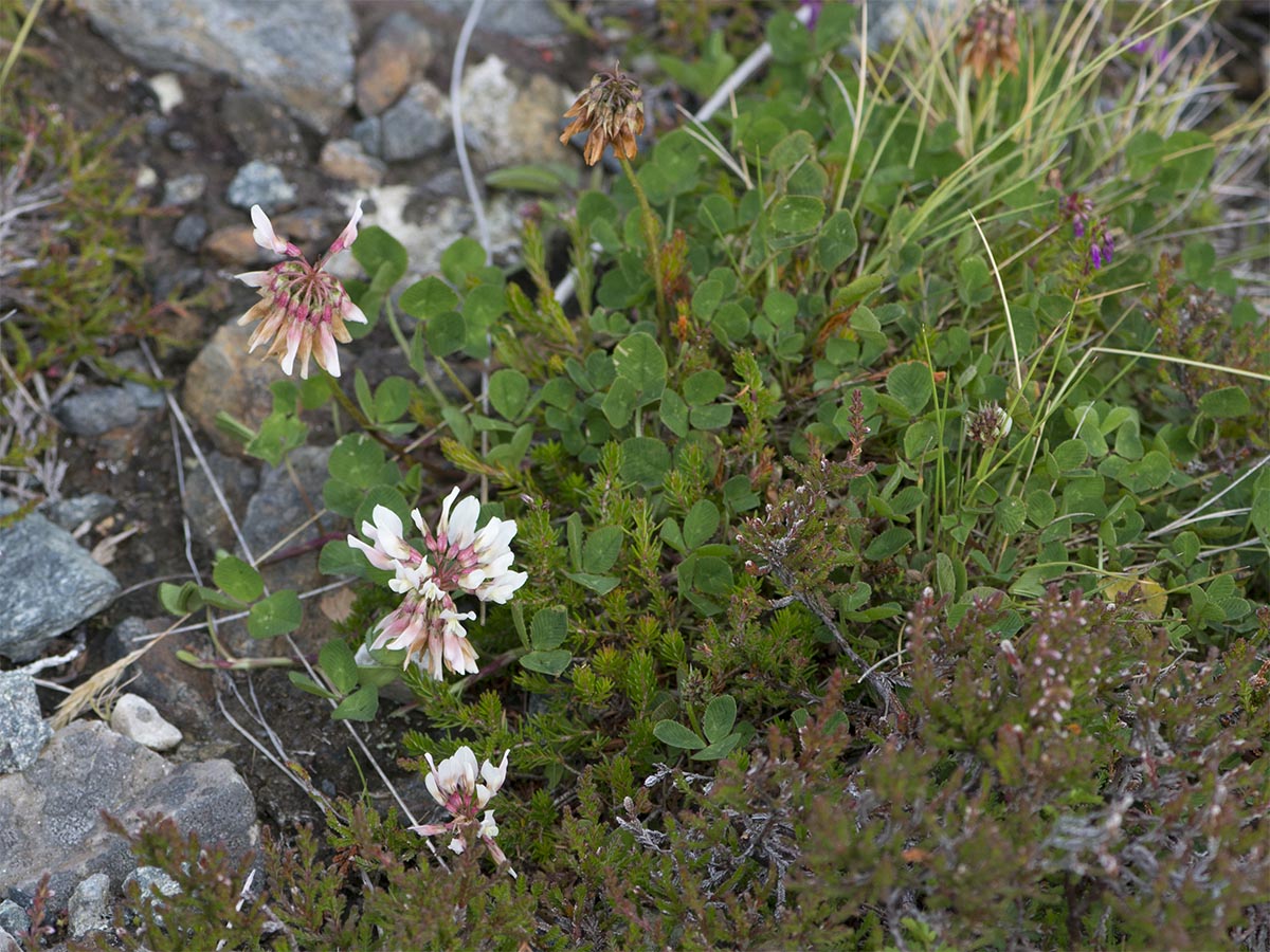 Trifolium repens